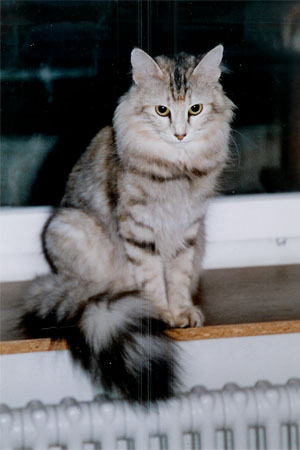 Lyra