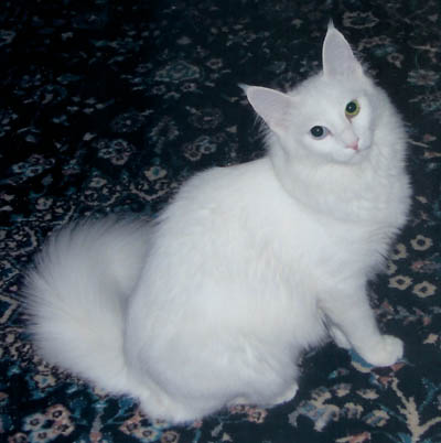 Ophelia