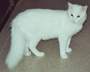 Phaphos