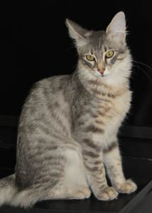 Xerxes