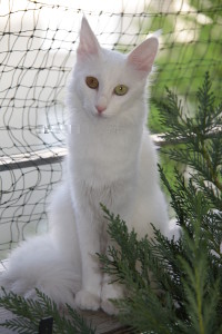 Donata
