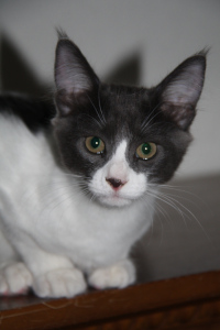 Loki